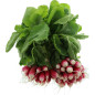 BIO RADIS ROSE MOSELLE 12PCS